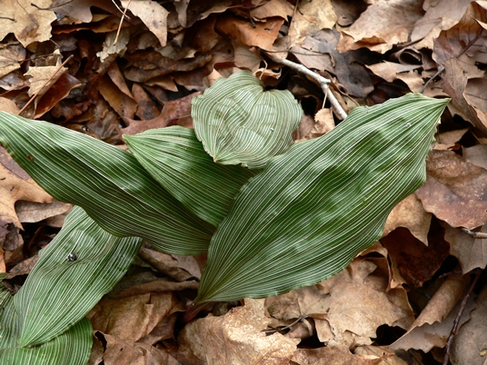 {Aplectrum hyemale}
